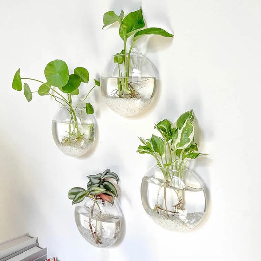 Wall Hanging Glass Plant Terrariums